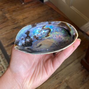 Large Abalone shell