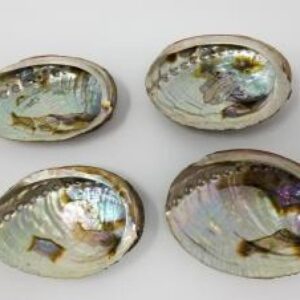 Small abalone shell