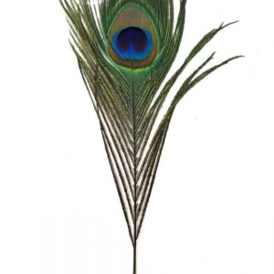 Peacock feather