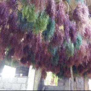 Full Spectrum Irish Sea Moss | 4oz